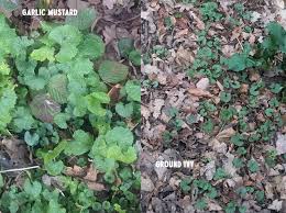 Attēlu rezultāti vaicājumam “Alliaria petiolata leaf”