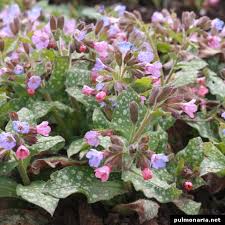Image result for Pulmonaria officinalis