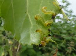 Attēlu rezultāti vaicājumam “Nematus ribesii larva”