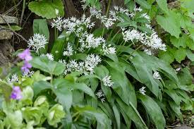 Attēlu rezultāti vaicājumam “Allium ursinum fruit”