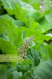 Attēlu rezultāti vaicājumam “Petasites hybridus leaf”