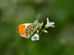 Attēlu rezultāti vaicājumam “Anthocharis cardamines male”