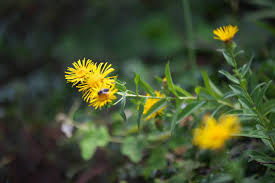 Attēlu rezultāti vaicājumam “Inula salicina flower”