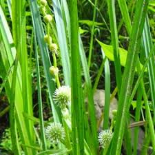 Attēlu rezultāti vaicājumam “Typhaceae”