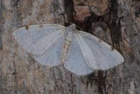 Attēlu rezultāti vaicājumam “Lomographa bimaculata”