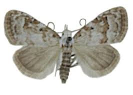 Attēlu rezultāti vaicājumam “Nola aerugula”