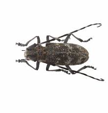 Attēlu rezultāti vaicājumam “Monochamus galloprovincialis”