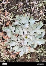 Attēlu rezultāti vaicājumam “Erythricium aurantiacum”