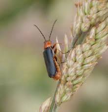 Attēlu rezultāti vaicājumam “Cantharis figurata”