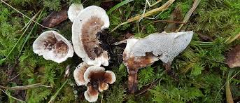 Attēlu rezultāti vaicājumam “Phellodon tomentosus”