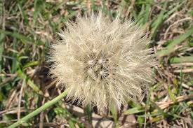 Attēlu rezultāti vaicājumam “Hypochaeris radicata fruit”