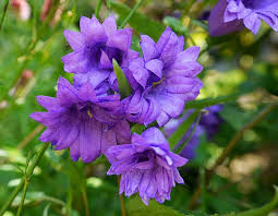 Image result for Campanula trachelium