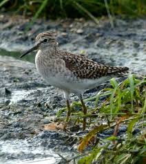 Attēlu rezultāti vaicājumam “Tringa glareola adult”