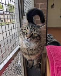 Image result for Wythall Cc