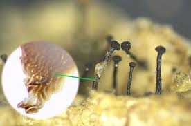 Attēlu rezultāti vaicājumam “Badhamiopsis scripta macro”