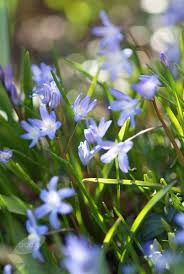 Attēlu rezultāti vaicājumam “Scilla luciliae”