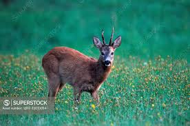 Attēlu rezultāti vaicājumam “Capreolus capreolus”