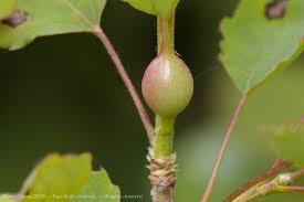 Attēlu rezultāti vaicājumam “Contarinia petioli”