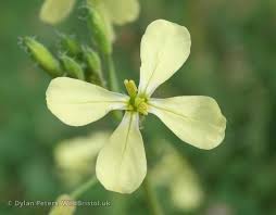 Attēlu rezultāti vaicājumam “Raphanus raphanistrum”