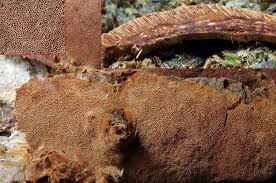 Attēlu rezultāti vaicājumam “Phellinus nigrolimitatus”