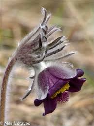 Attēlu rezultāti vaicājumam “Pulsatilla pratensis fruit”