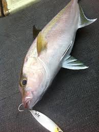 Image result for Seriola dumerili