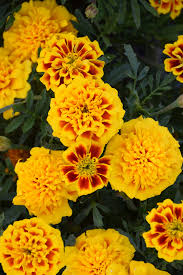 Image result for Tagetes patula