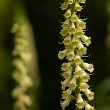 Image result for Digitalis lutea