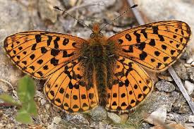 Attēlu rezultāti vaicājumam “Boloria eunomia underside”