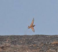 Image result for Syrrhaptes paradoxus