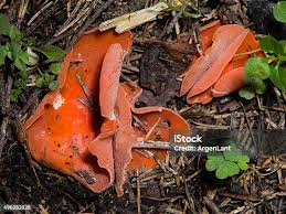 Attēlu rezultāti vaicājumam “Aleuria aurantia”