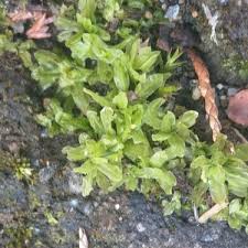 Attēlu rezultāti vaicājumam “Encalypta streptocarpa sporophyte”