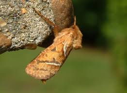 Attēlu rezultāti vaicājumam “Hepialus sylvina”