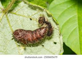 Attēlu rezultāti vaicājumam “Lymantria monacha pupa”