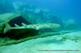 Image result for Squatina squatina