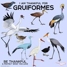 Attēlu rezultāti vaicājumam “Gruiformes”