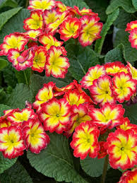 Attēlu rezultāti vaicājumam “Primula”