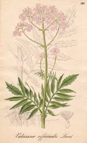 Image result for Baldrian