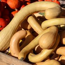 Image result for tromboncino