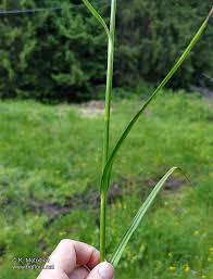 Attēlu rezultāti vaicājumam “Eriophorum latifolium leaf”