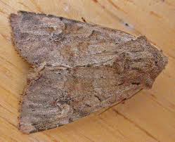 Attēlu rezultāti vaicājumam “Apamea sordens”