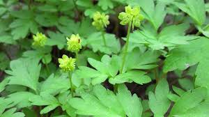 Attēlu rezultāti vaicājumam “Adoxa moschatellina”