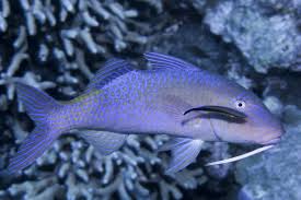 Image result for Parupeneus cyclostomus