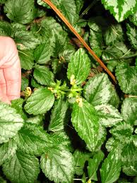 Attēlu rezultāti vaicājumam “Lamiastrum galeobdolon bud”
