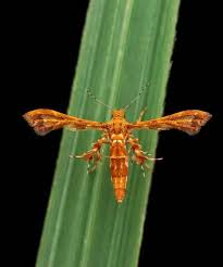 Attēlu rezultāti vaicājumam “Pterophoridae”