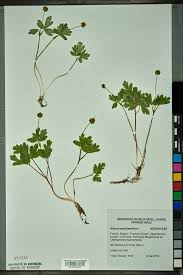 Attēlu rezultāti vaicājumam “Adoxa moschatellina”