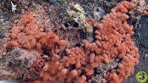 Attēlu rezultāti vaicājumam “Arcyria incarnata”