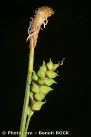 Attēlu rezultāti vaicājumam “Carex globularis flower”