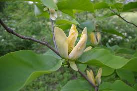 Attēlu rezultāti vaicājumam “Magnolia acuminata bud”