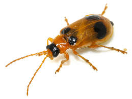 Attēlu rezultāti vaicājumam “Phyllobrotica quadrimaculata”